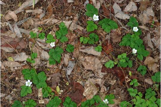 Imagem de Rubus caesius L.