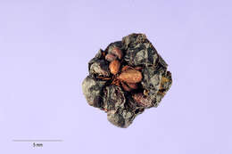 صورة Rubus canadensis L.