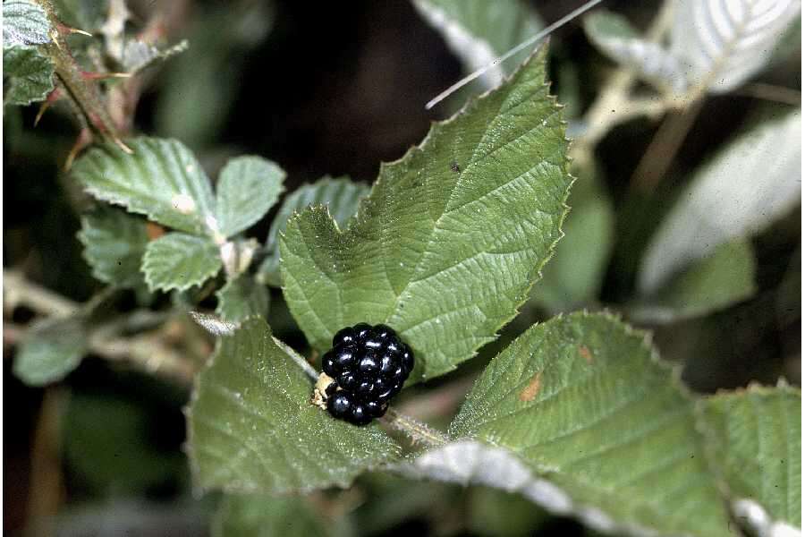 Image of sand blackberry