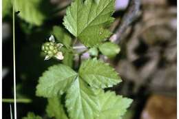 Imagem de Rubus flagellaris Willd.