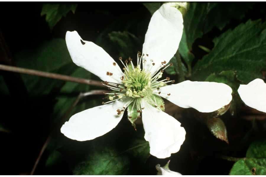 Imagem de Rubus flagellaris Willd.