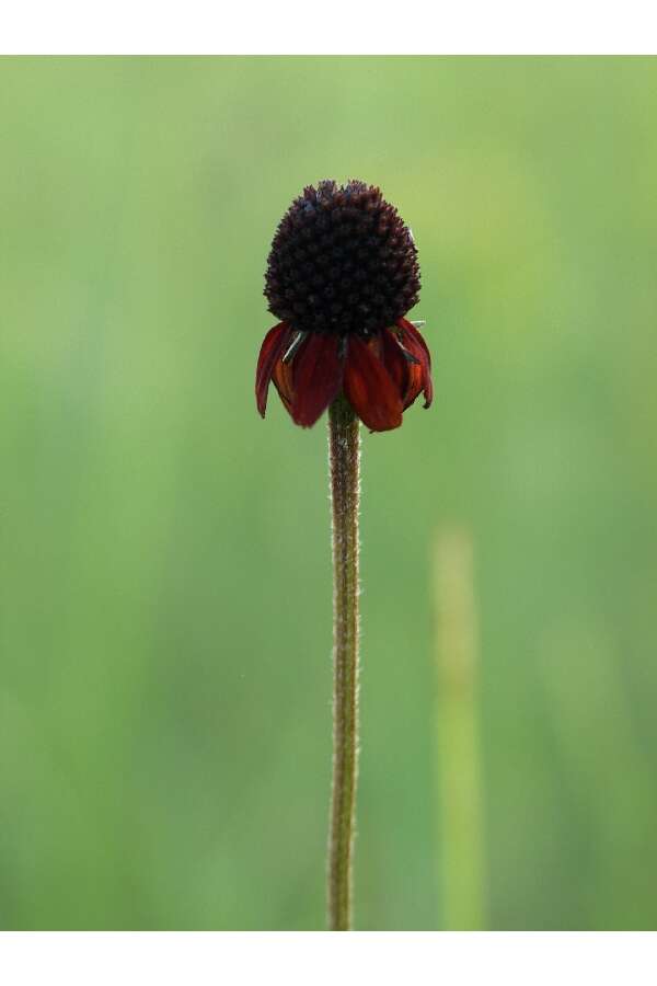 Image of Grass-Leaf Coneflower