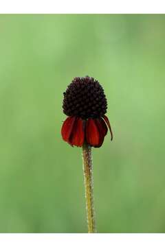 Image of Grass-Leaf Coneflower