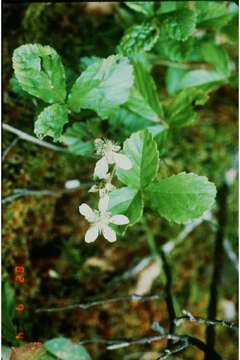 Imagem de Rubus hispidus L.