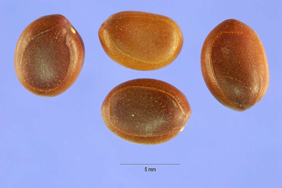 Image of Mealy False Acacia