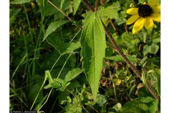 Image of blackeyed Susan