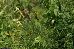 Image of Canadian milkvetch