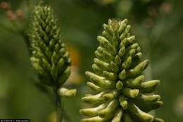 Image of Canadian milkvetch