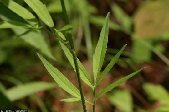 Image of cutleaf coneflower