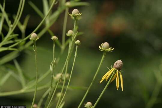 Image of cutleaf coneflower