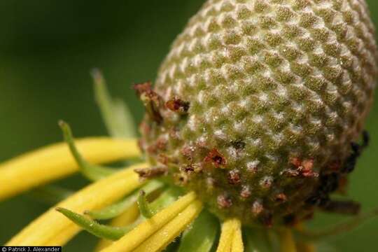 Image of cutleaf coneflower