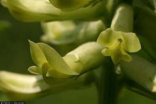 Image of Canadian milkvetch