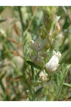 Image of buckwheat milkvetch