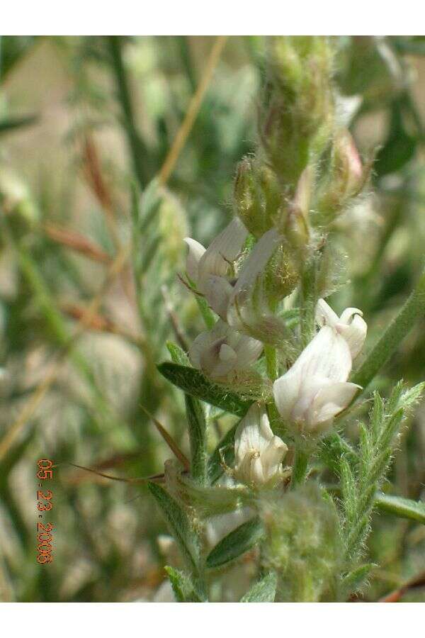 صورة Astragalus caricinus (M. E. Jones) Barneby