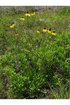 Image of Shiny Coneflower