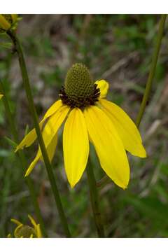 Image of Shiny Coneflower