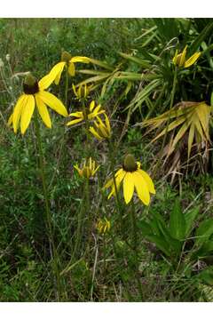 Image of Shiny Coneflower