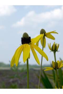 Image of Shiny Coneflower