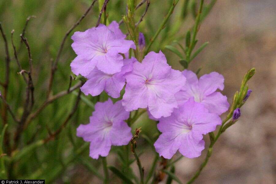 Image of violet wild petunia