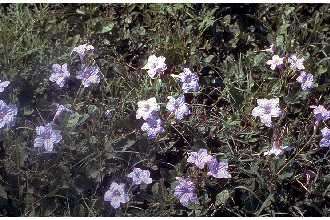 Image of violet wild petunia