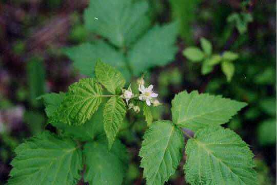 Image of black raspberry