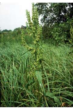 Rumex orbiculatus A. Gray的圖片