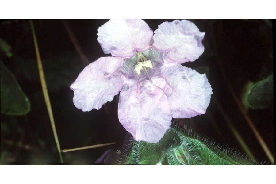 Image of limestone wild petunia