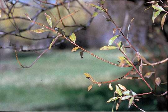 Image of White Willow