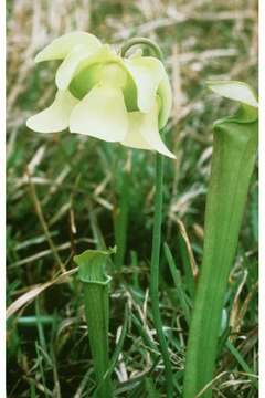 Image of Yellow Trumpets