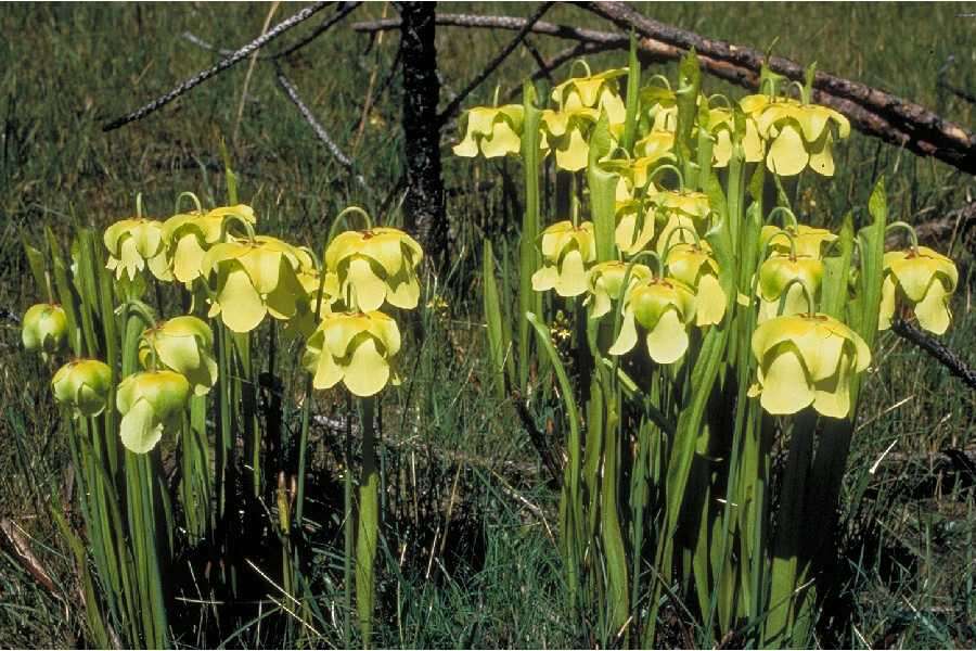 Image of Yellow Trumpets