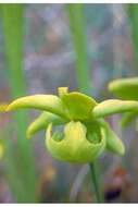 Image of Yellow Trumpets