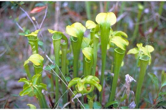 Image of Yellow Trumpets