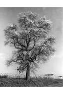 Image of Mitten tree