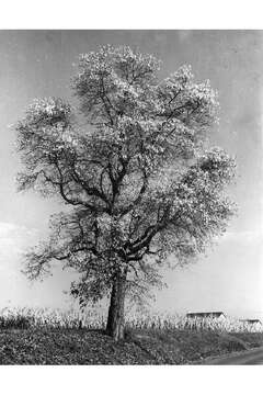 Image of Mitten tree