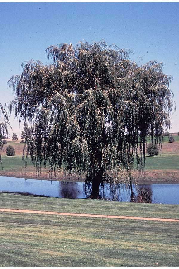 Image of White Willow