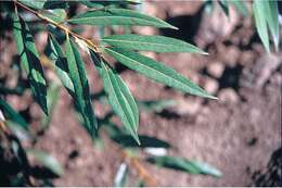 Image of White Willow