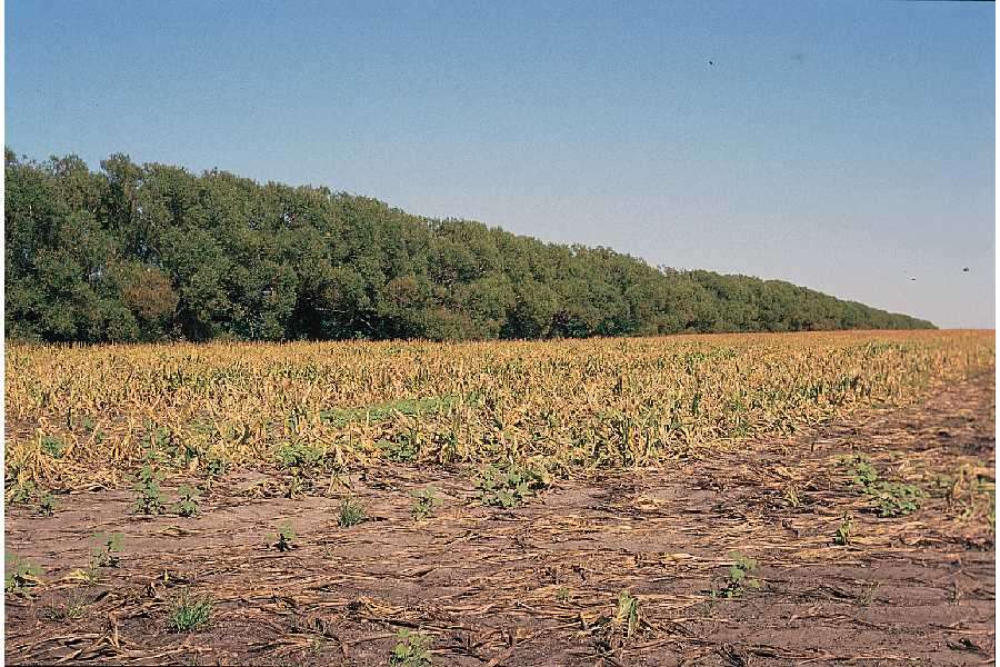 Imagem de Salgueiro-branco