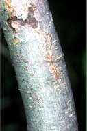 Imagem de Salix amygdaloides Anderss.