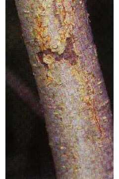 Salix amygdaloides Anderss. resmi