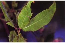 Image of peachleaf willow