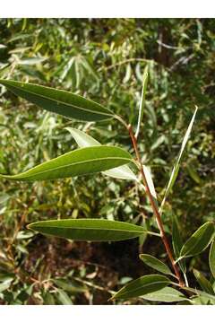 Imagem de Salix amygdaloides Anderss.