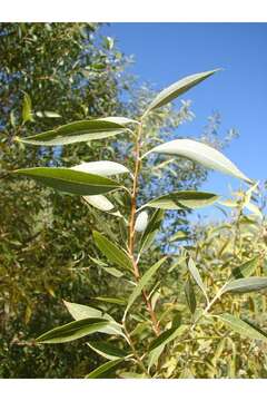 Image of peachleaf willow