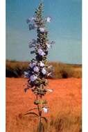 Image of pitcher sage