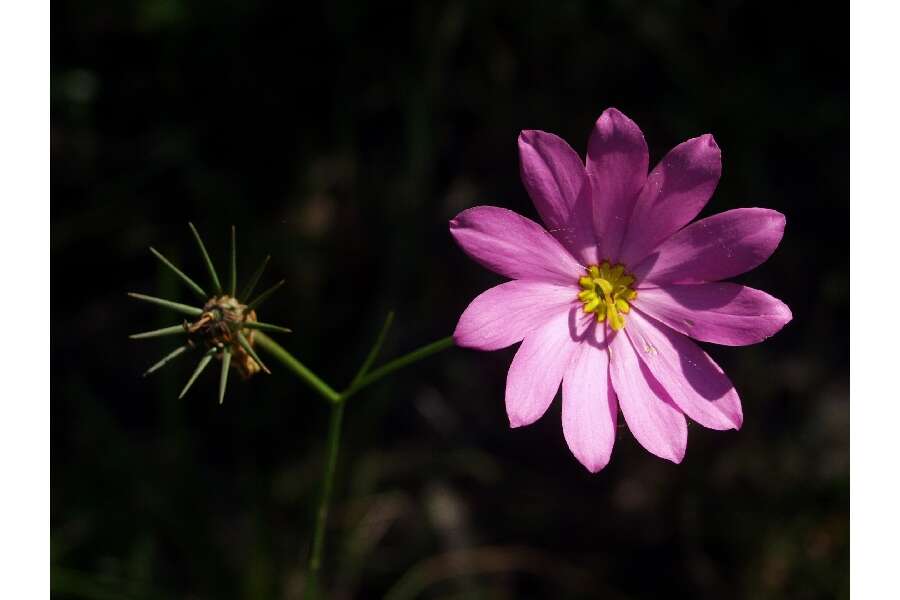 Sabatia bartramii Wilbur resmi