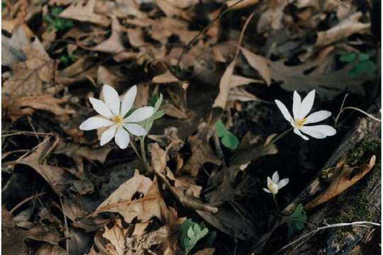 Image of bloodroot