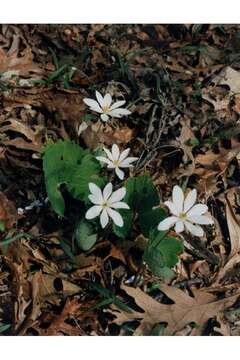 Image of bloodroot