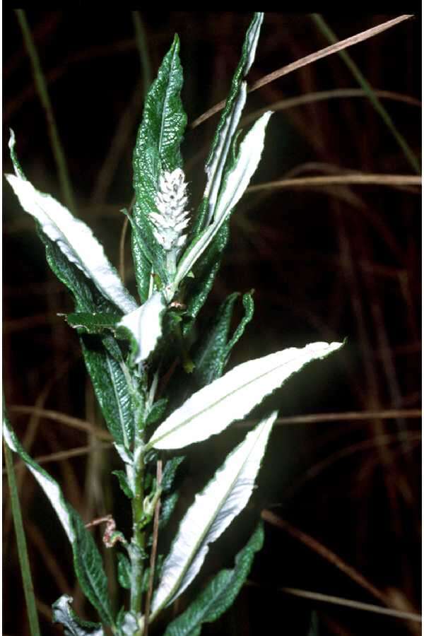 Imagem de Salix candida Flüggé ex Willd.