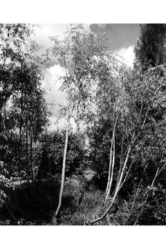 Image of coastal plain willow