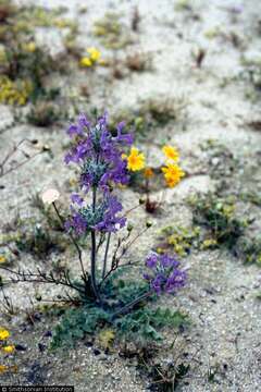 Image of thistle sage