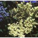 Image of blue elderberry